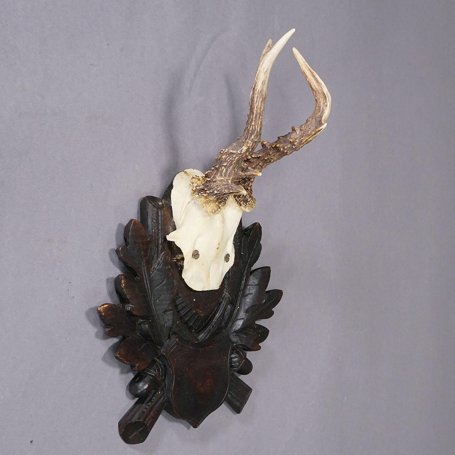 Trofeo antiguo de corzo Black Forest en placa tallada Bosque negro en venta