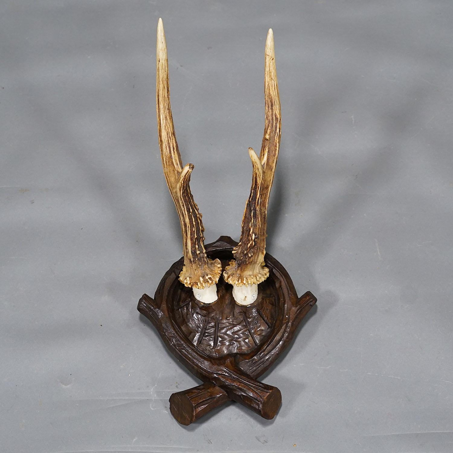 German Antique Black Forest Roe Deer Trophy on Carved Plaque