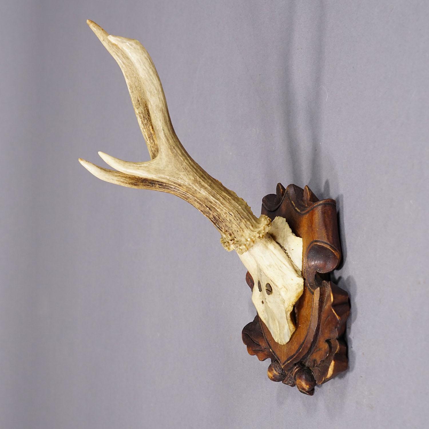 Antique Black Forest Roe Deer Trophy on Carved Plaque In Good Condition In Berghuelen, DE