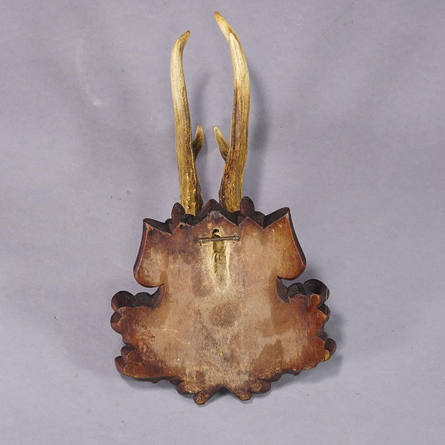 20th Century Antique Black Forest Roe Deer Trophy on Carved Plaque