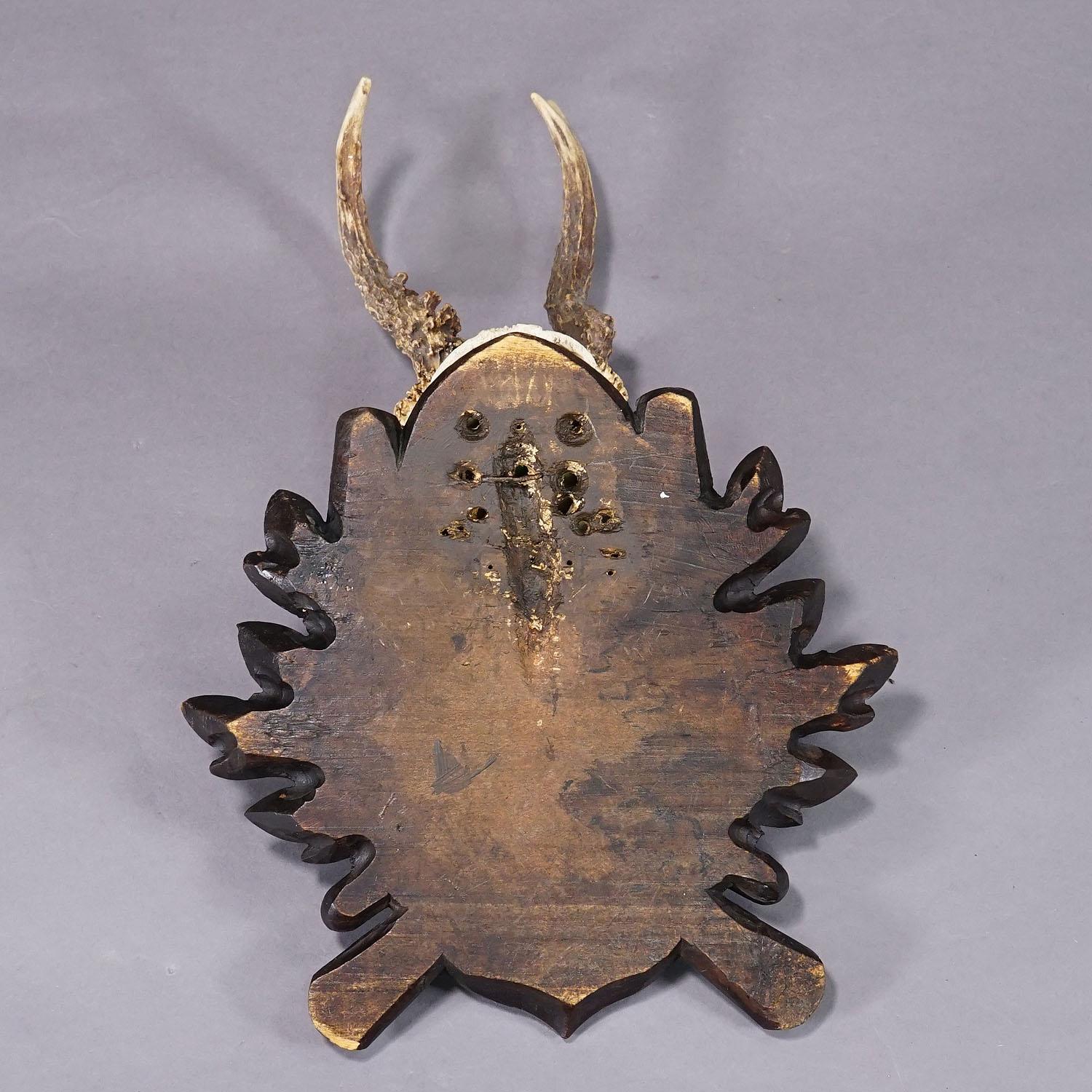 Trofeo antiguo de corzo Black Forest en placa tallada Tallado en venta