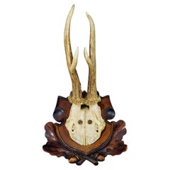 Trofeo antiguo de corzo Black Forest en placa tallada