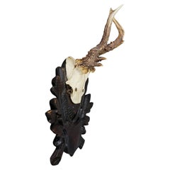 Antico trofeo di capriolo Black Forest su placca intagliata