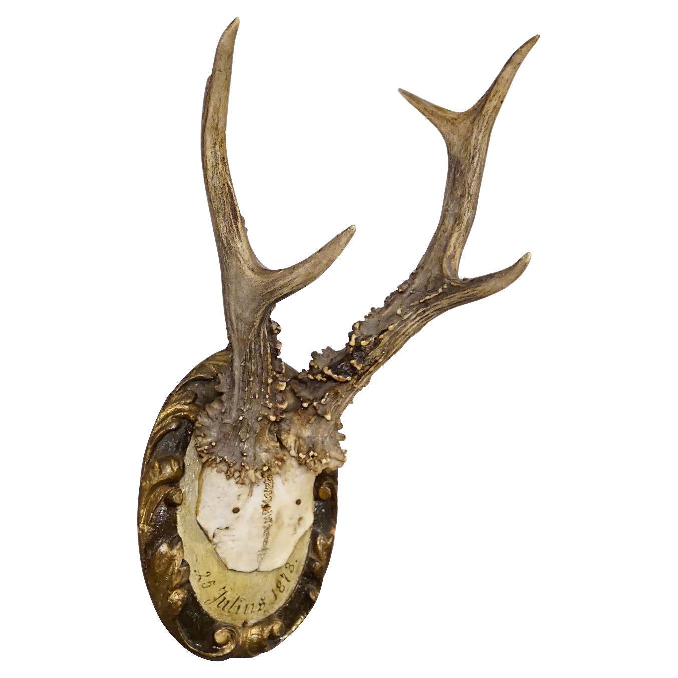 Antique Black Forest Roe Deer Trophy on Wooden Plaque 1873 For Sale