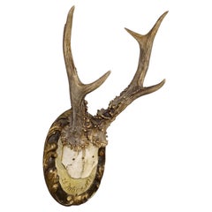 Antique Black Forest Roe Deer Trophy on Wooden Plaque 1873