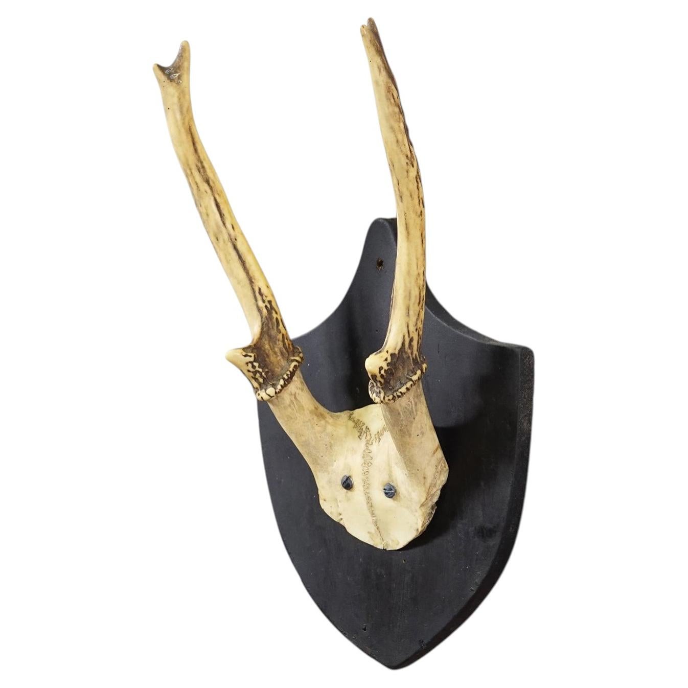 Antique Black Forest Sika Deer Trophy on Black Plaque - Salem Germany 1870s For Sale
