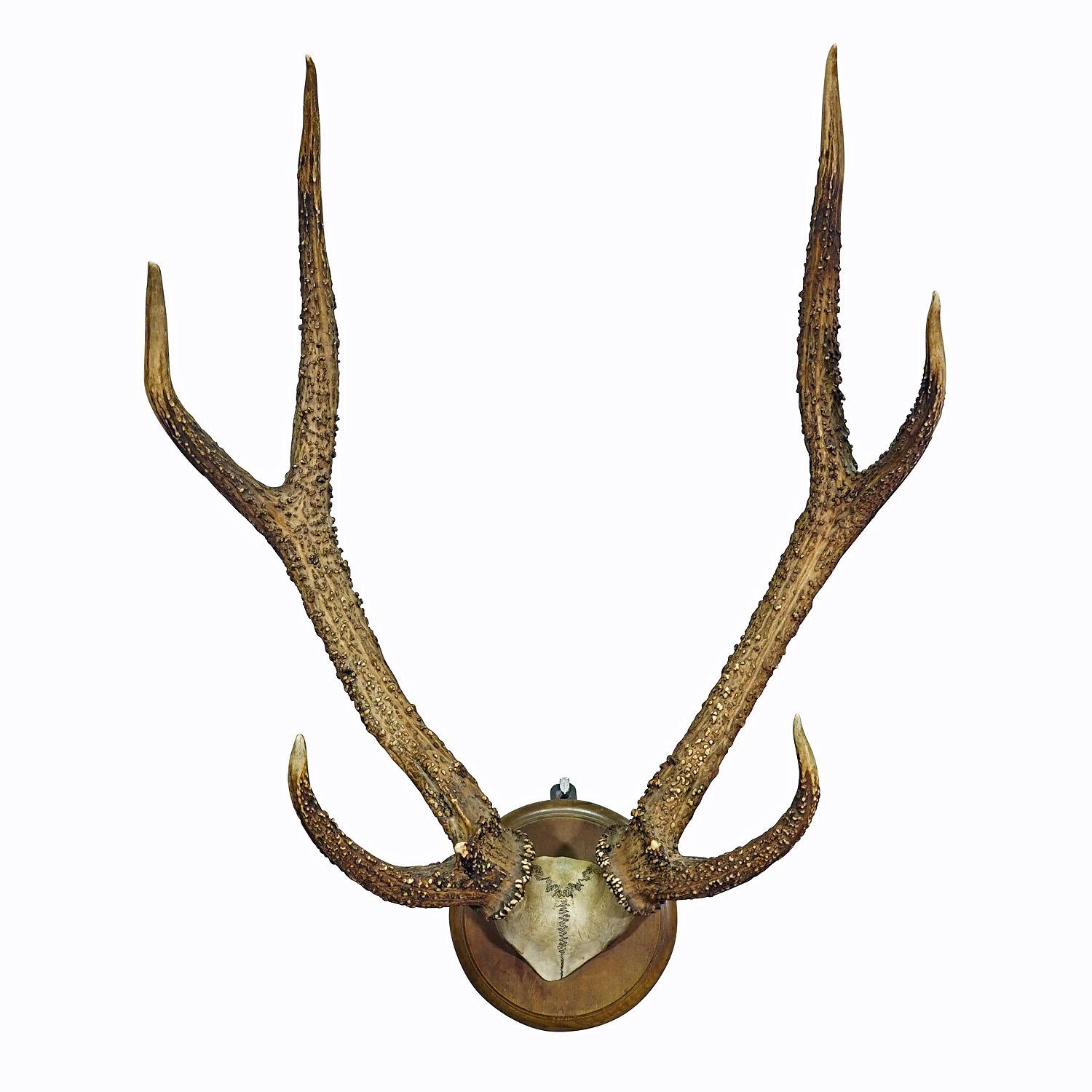 Antique Black Forest Syberian Deer Trophy on Wooden Plaque ca. 1900s
Item e7350
A great 8 pointer Siberian deer (Capreolus pygargus) trophy from the Black Forest shot in Germany around 1900. The large antlers are mounted on a turned wall plaque with