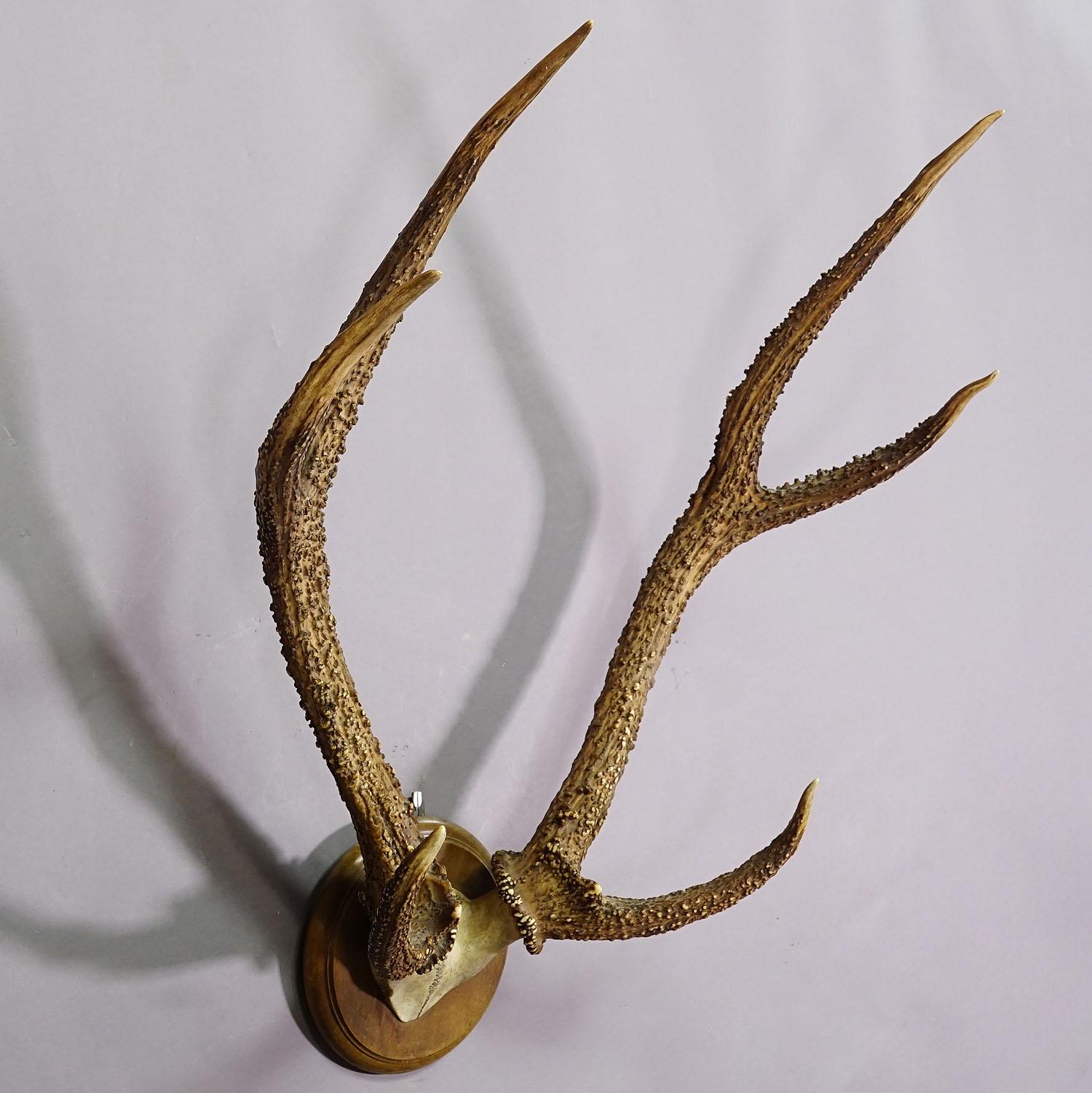 German Antique Black Forest Syberian Deer Trophy on Wooden Plaque ca. 1900s