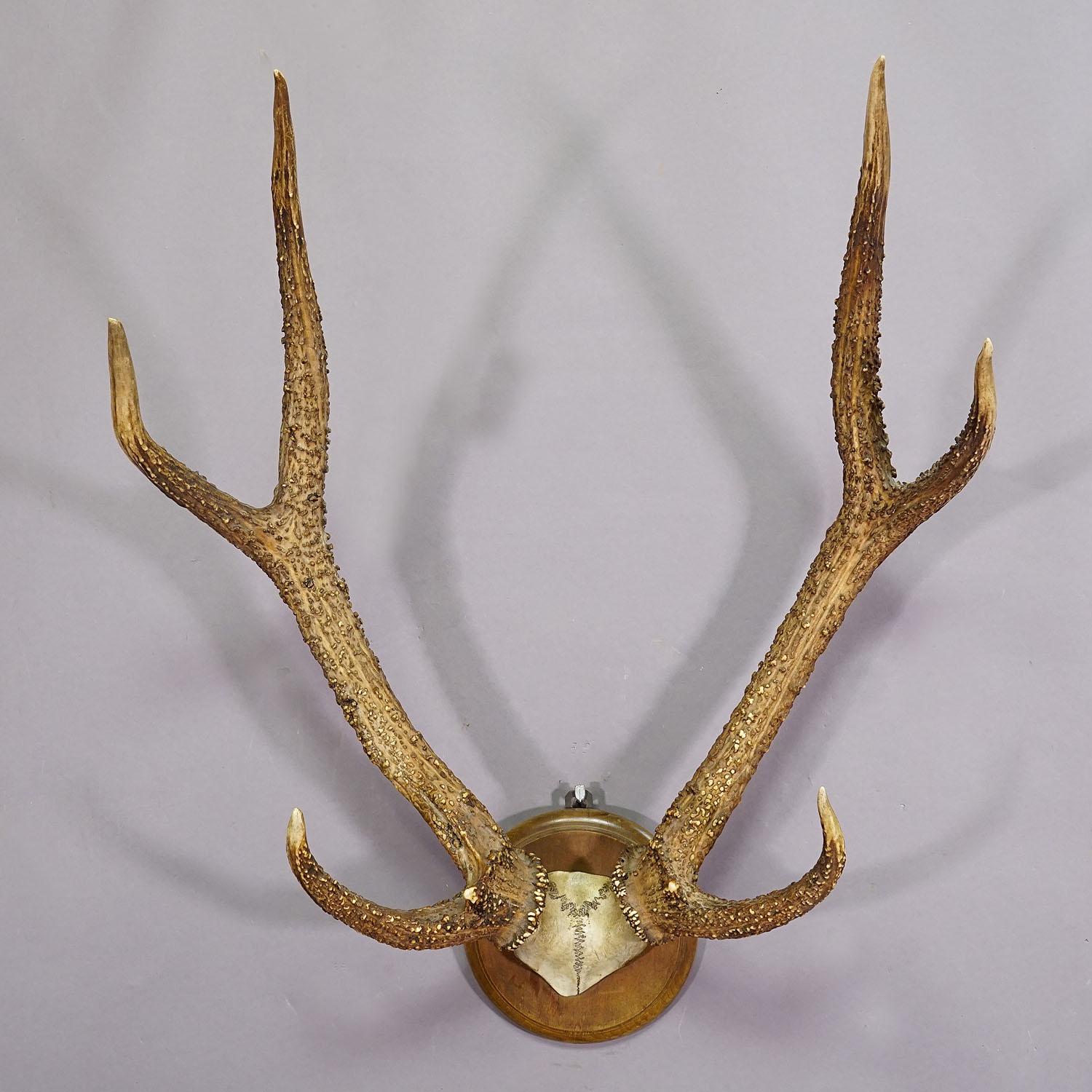 Hand-Carved Antique Black Forest Syberian Deer Trophy on Wooden Plaque ca. 1900s