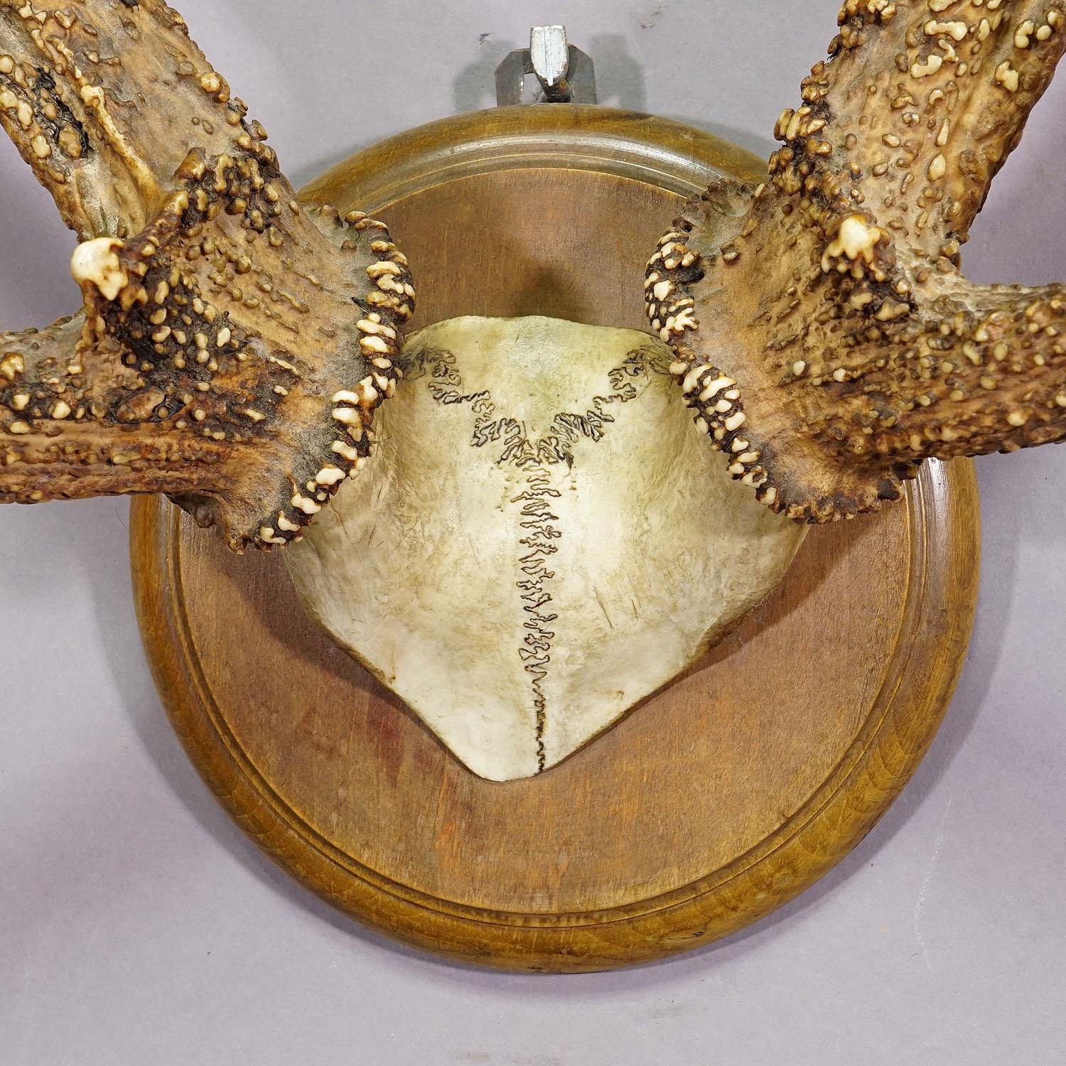 Antique Black Forest Syberian Deer Trophy on Wooden Plaque ca. 1900s In Good Condition In Berghuelen, DE