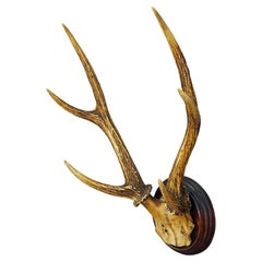 Trofeo antiguo de ciervo siberiano de la Black Forest en placa de madera ca. 1900s