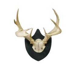 Antique Black Forest White-Tailed Deer Trophy on Plaque - Salem 1860