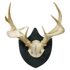 Antique Black Forest White-Tailed Deer Trophy on Plaque - Salem 1860