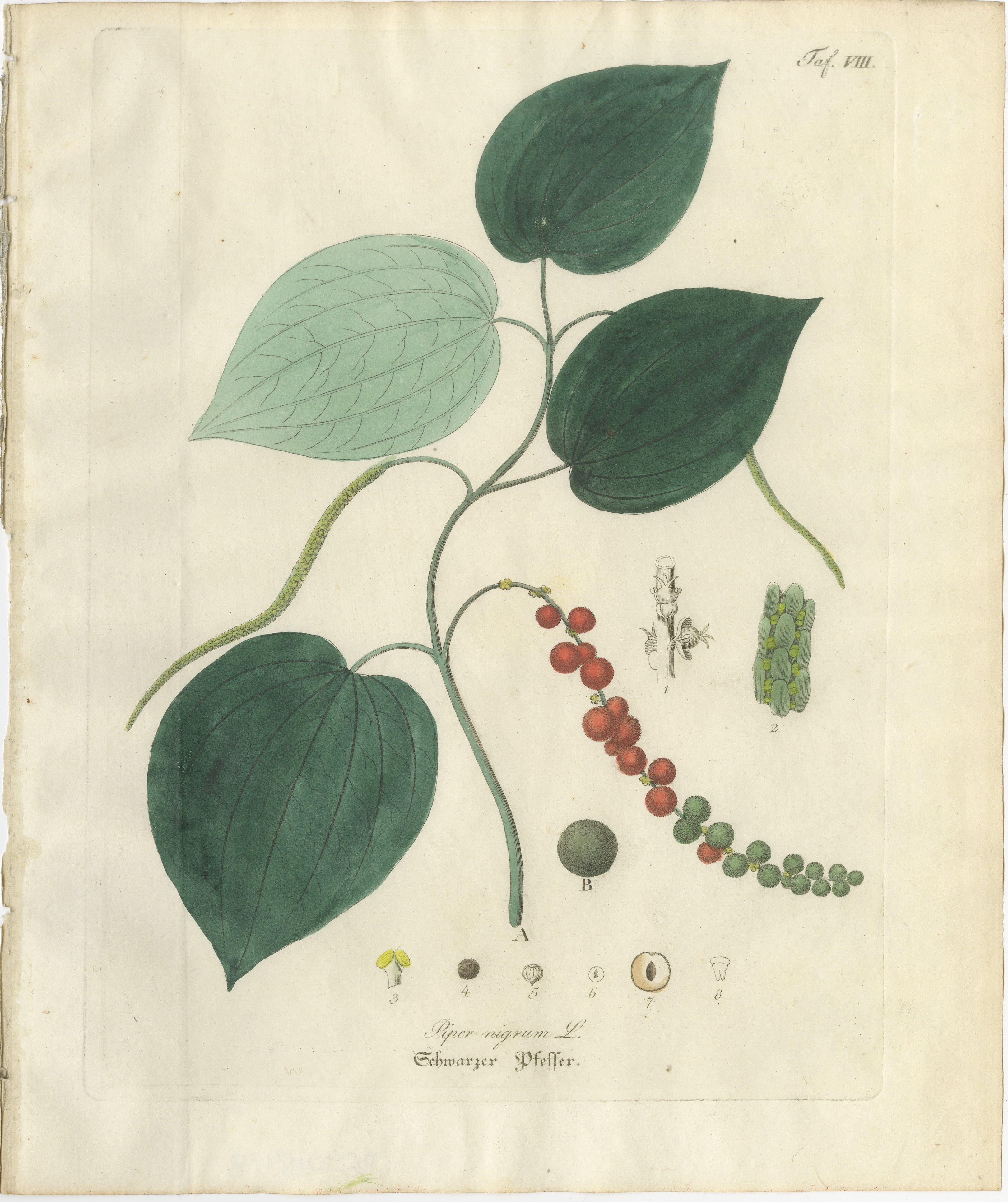 Antique Black Pepper Botanical Print, Piper Nigrum, Hand Colored, c.1831