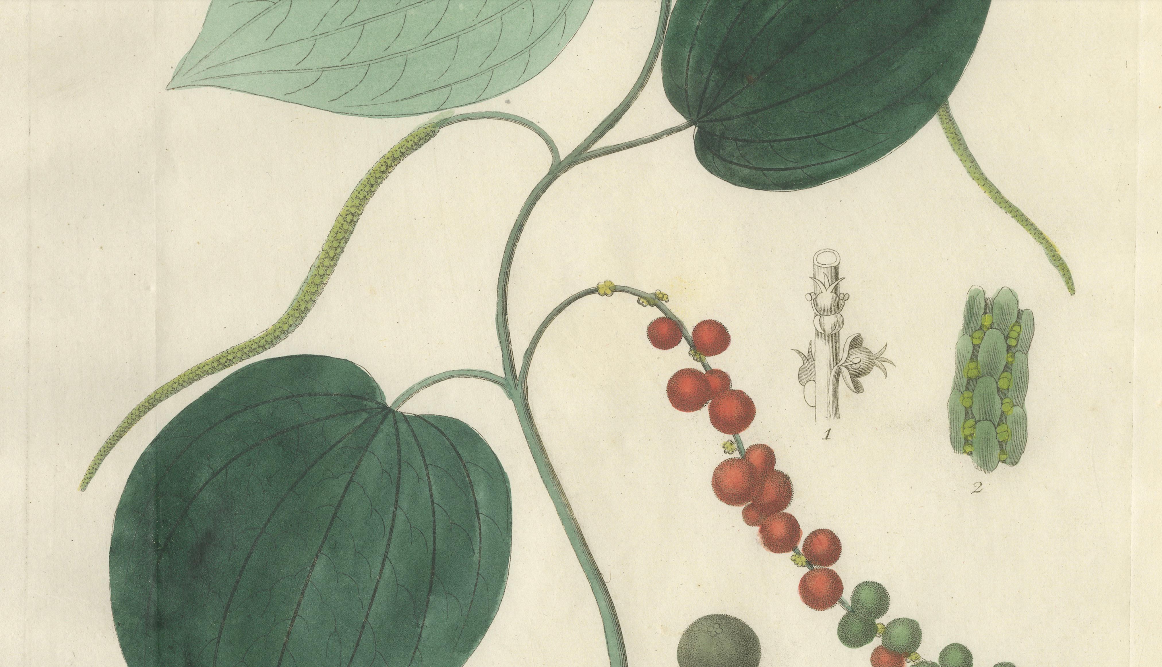 Antique Black Pepper Botanical Print, Piper Nigrum, Hand Colored, c.1831