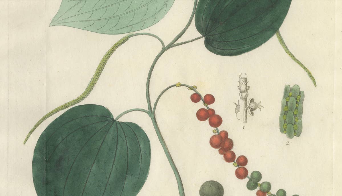 Antique Black Pepper Botanical Print, Piper Nigrum, Hand Colored, c.1831