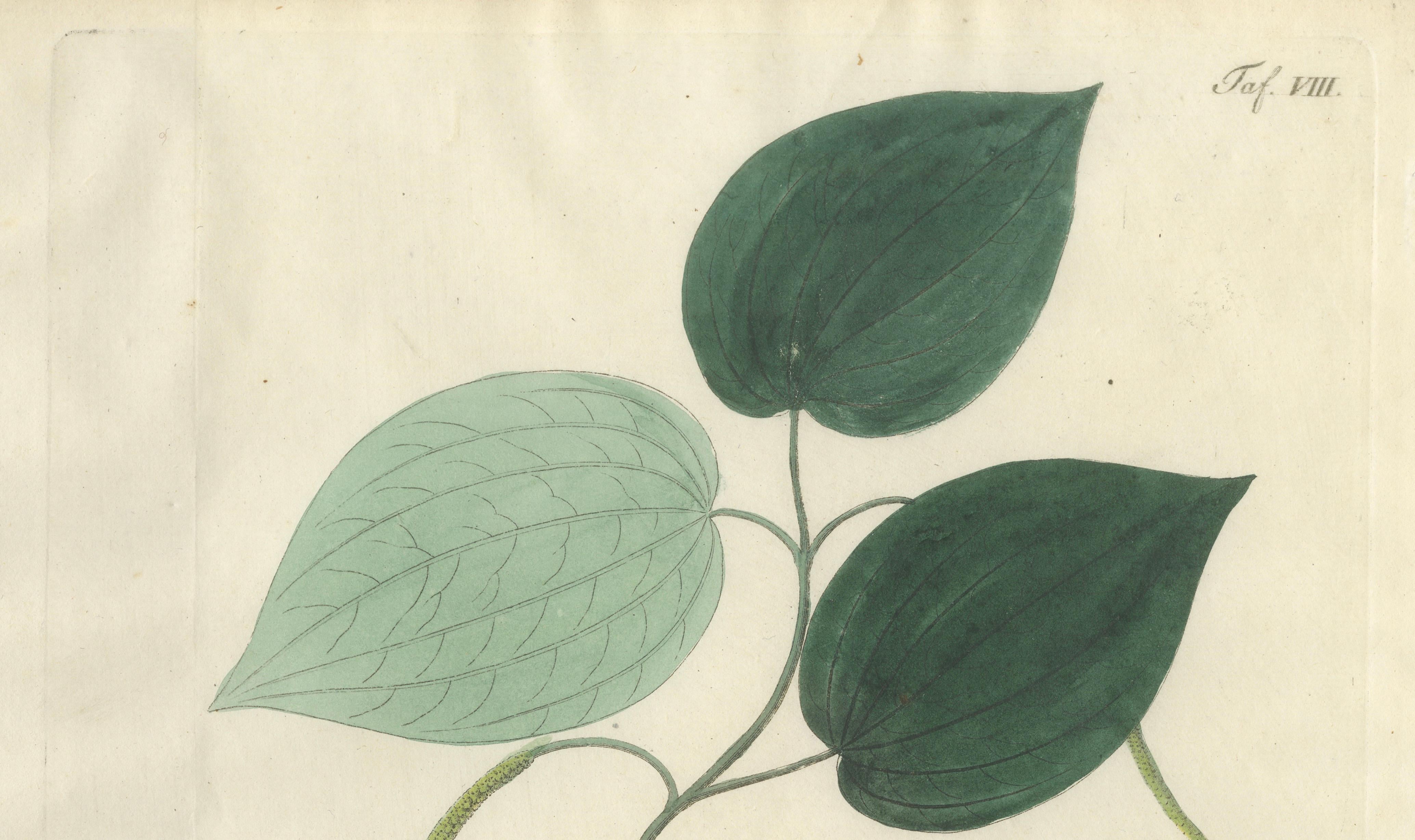 Antique Black Pepper Botanical Print, Piper Nigrum, Hand Colored, c.1831