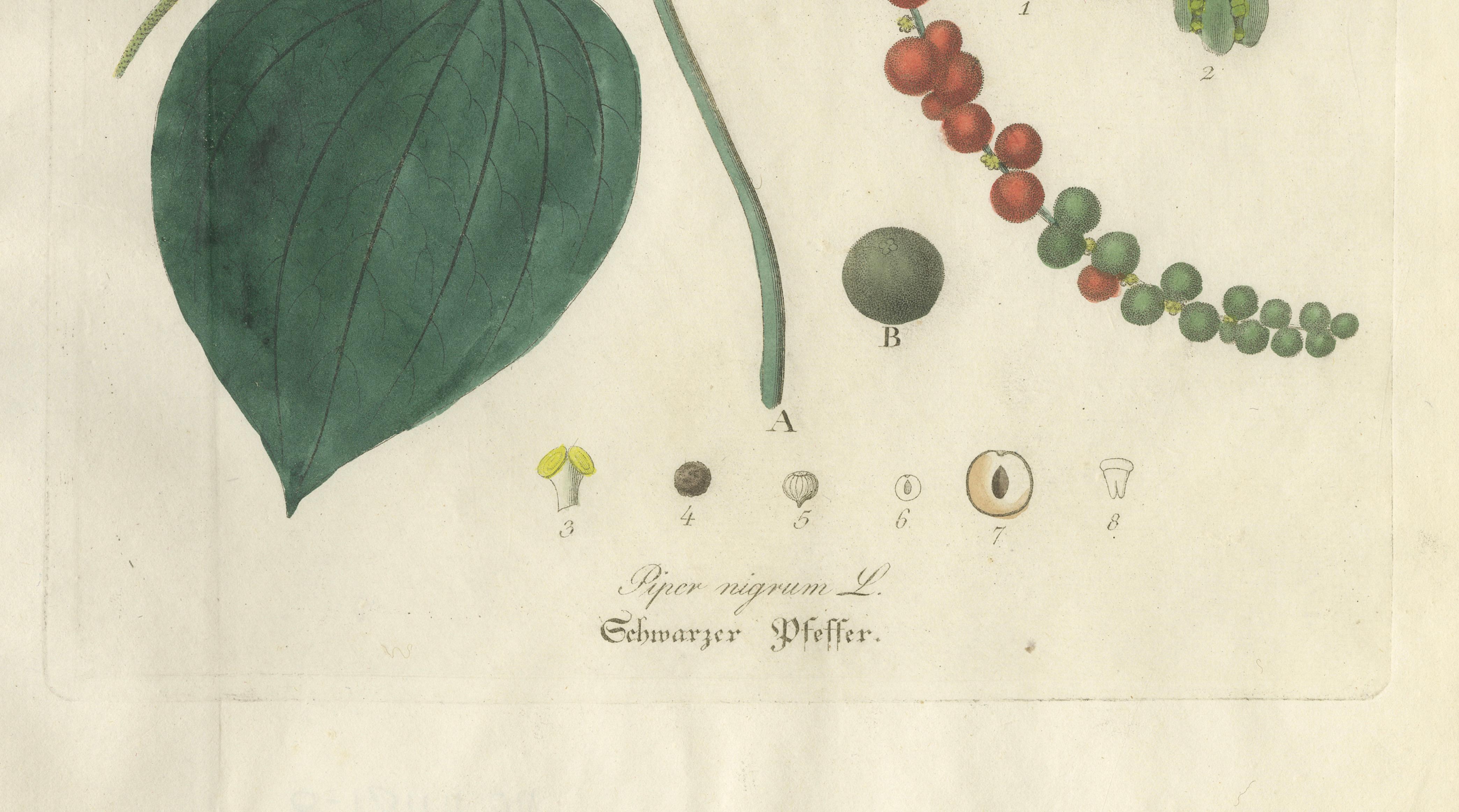 Antique Black Pepper Botanical Print, Piper Nigrum, Hand Colored, c.1831