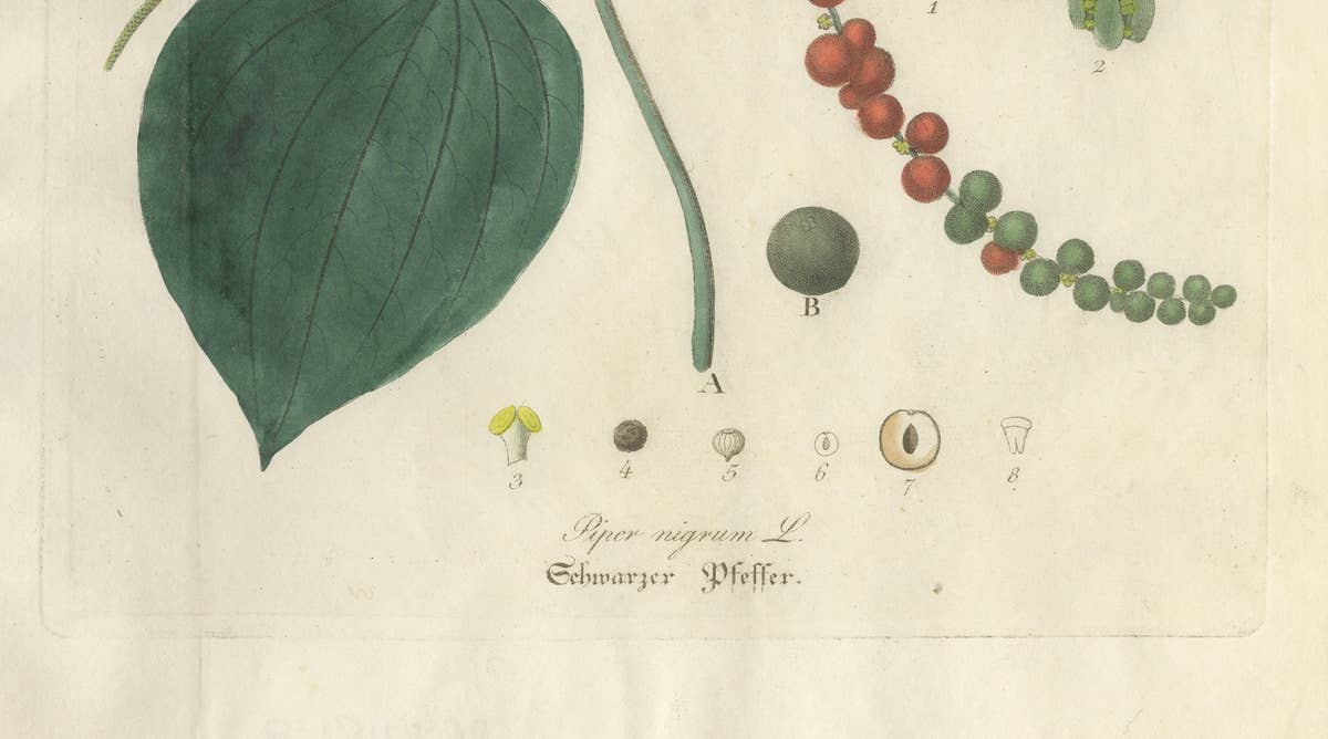 Antique Black Pepper Botanical Print, Piper Nigrum, Hand Colored, c.1831