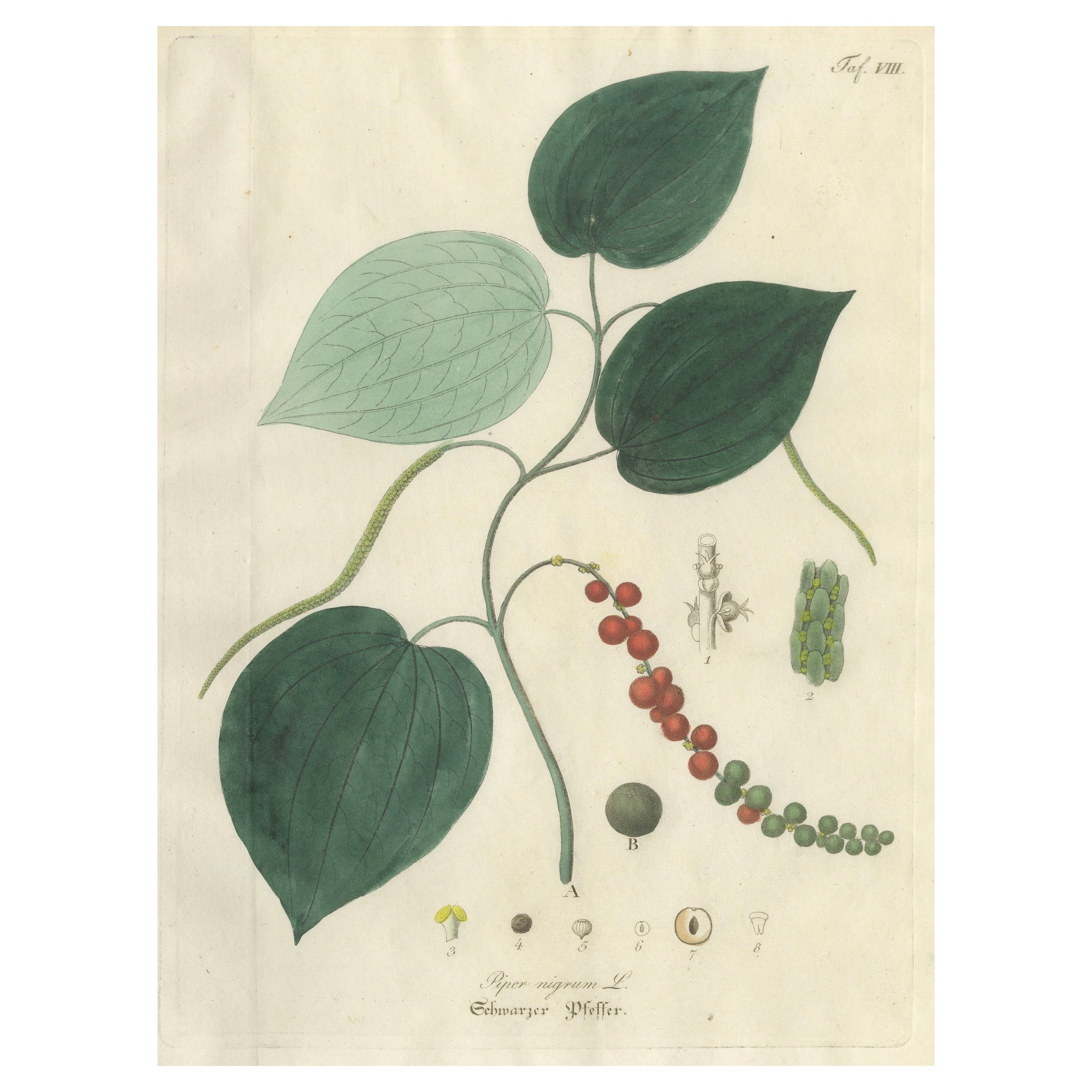 Antique Black Pepper Botanical Print, Piper Nigrum, Hand Colored, c.1831