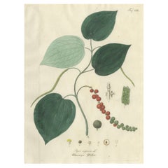 Antique Black Pepper Botanical Print, Piper Nigrum, Hand Colored, c.1831