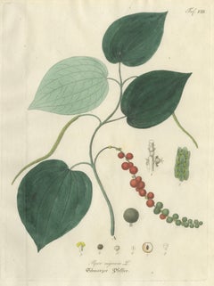 Antique Black Pepper Botanical Print, Piper Nigrum, Hand Colored, c.1831
