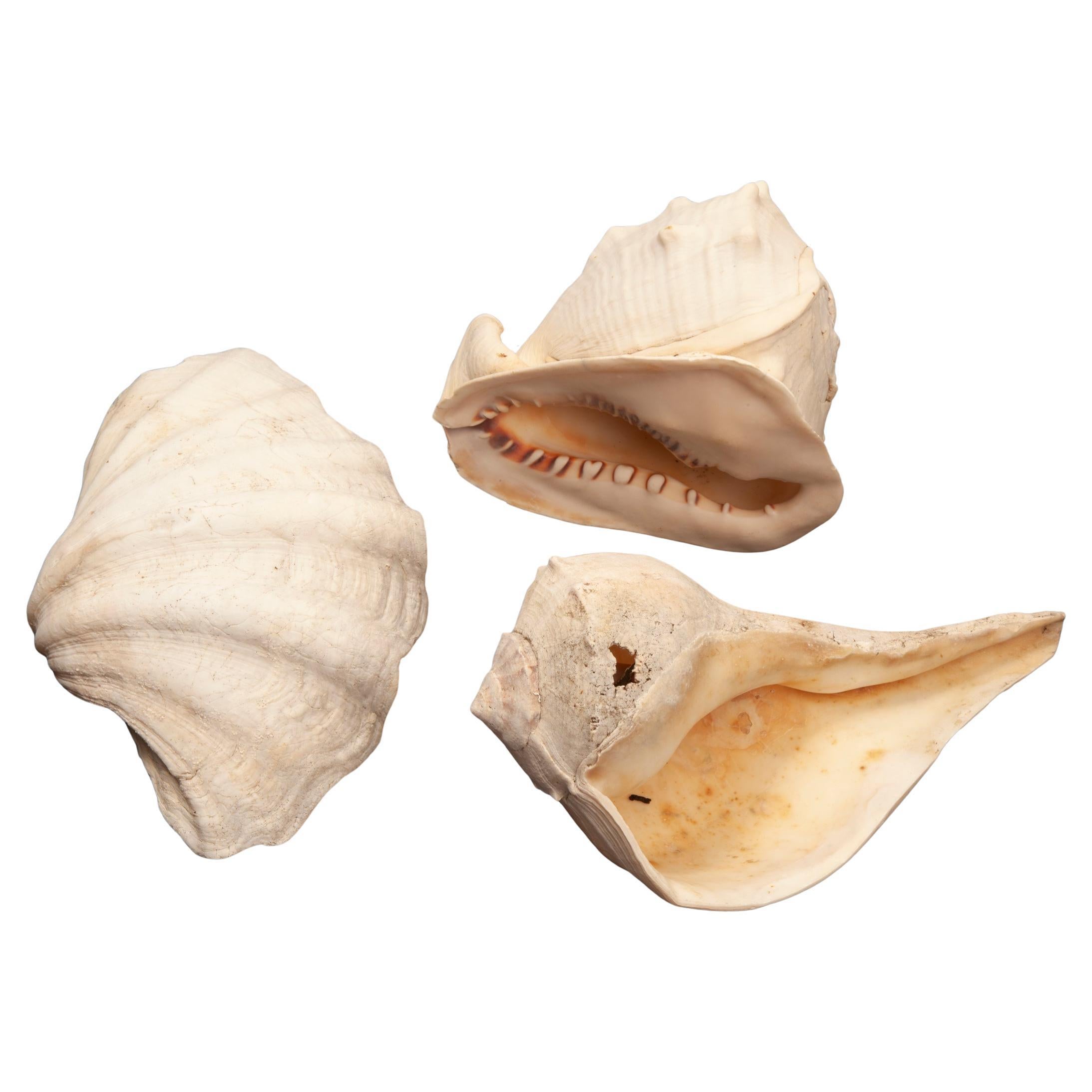 Whelk Seashell 12”W, 7”D, 6”H
Half Clam Shell 10”W. 7”D, 4”H
Horned Helmet Conch9”L, 7”H, 7”W