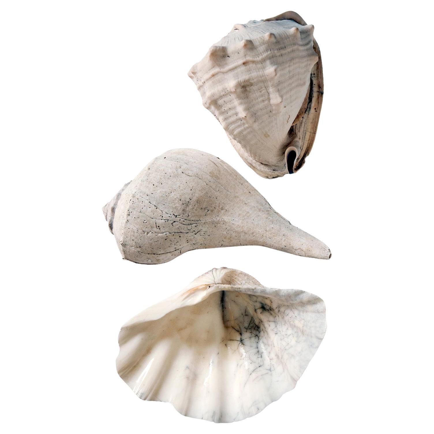 Antique Blanched Sea Shells Set/3 In Good Condition For Sale In Malibu, CA