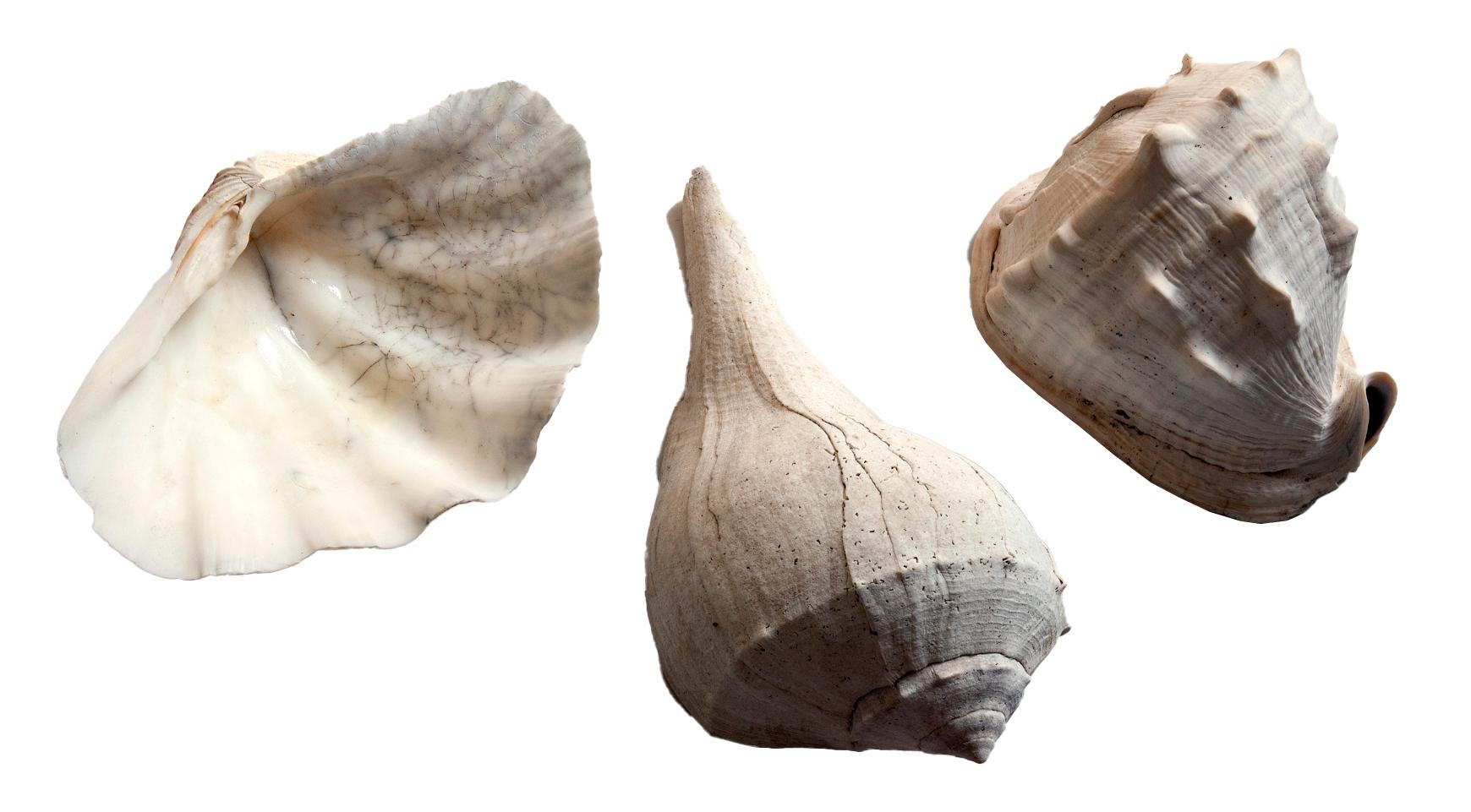 19th Century Antique Blanched Sea Shells Set/3 For Sale