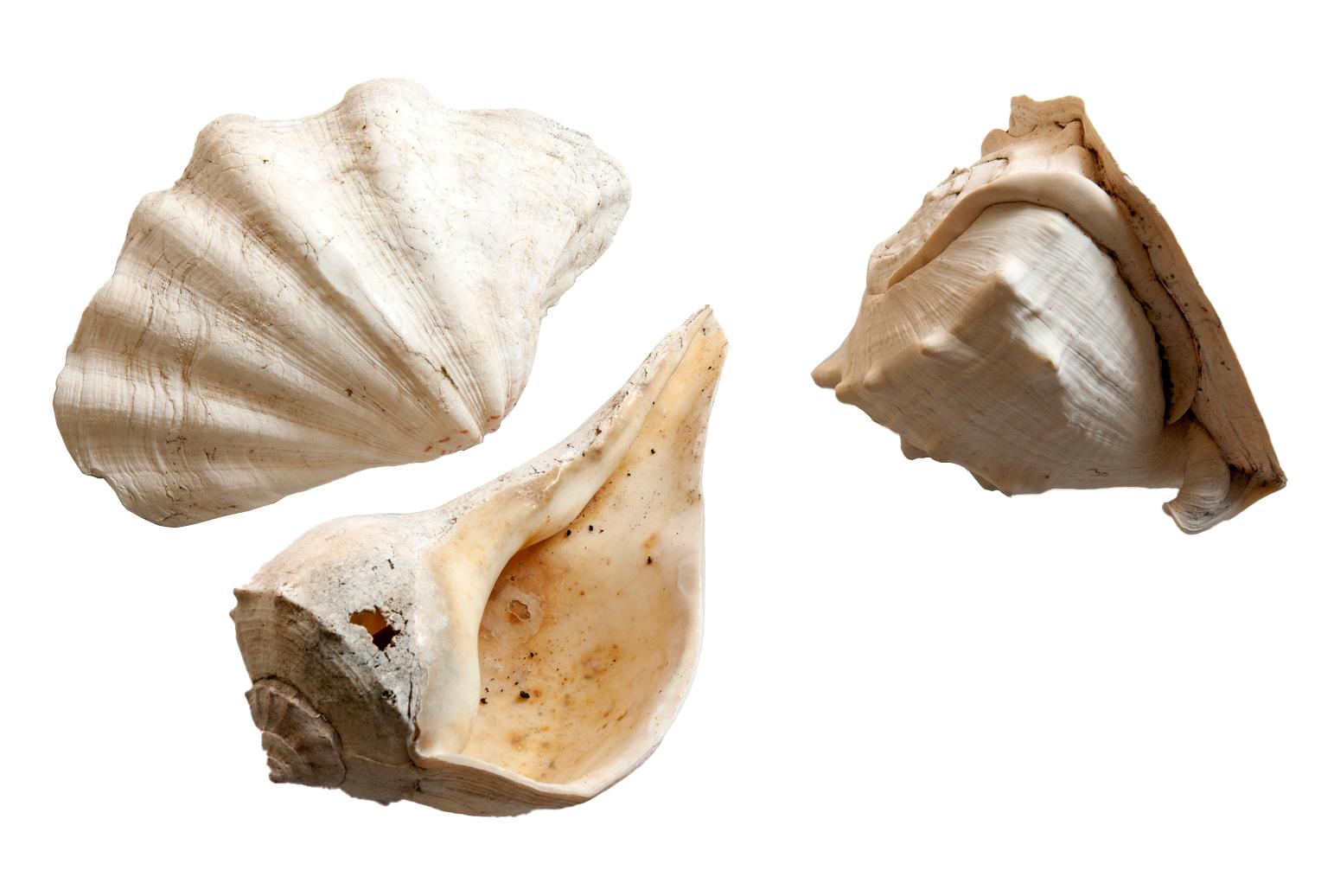 Antique Blanched Sea Shells Set/3 For Sale 1