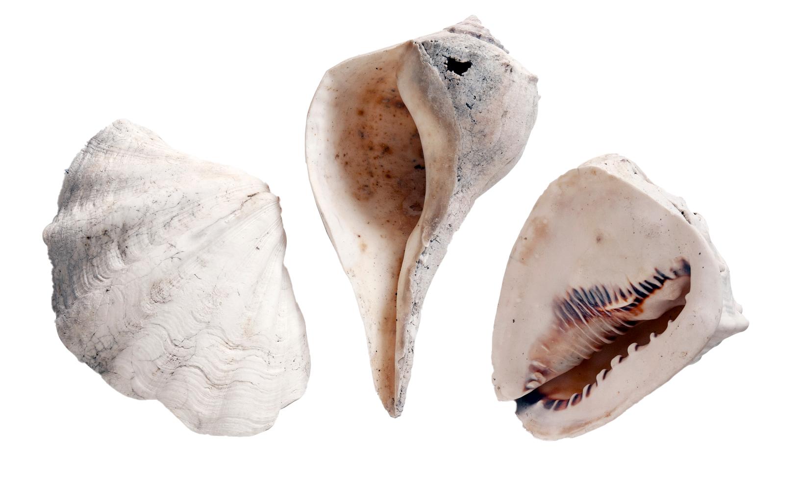 Antique Blanched Sea Shells Set/3 For Sale 2