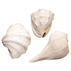 Antique Blanched Sea Shells Set/3