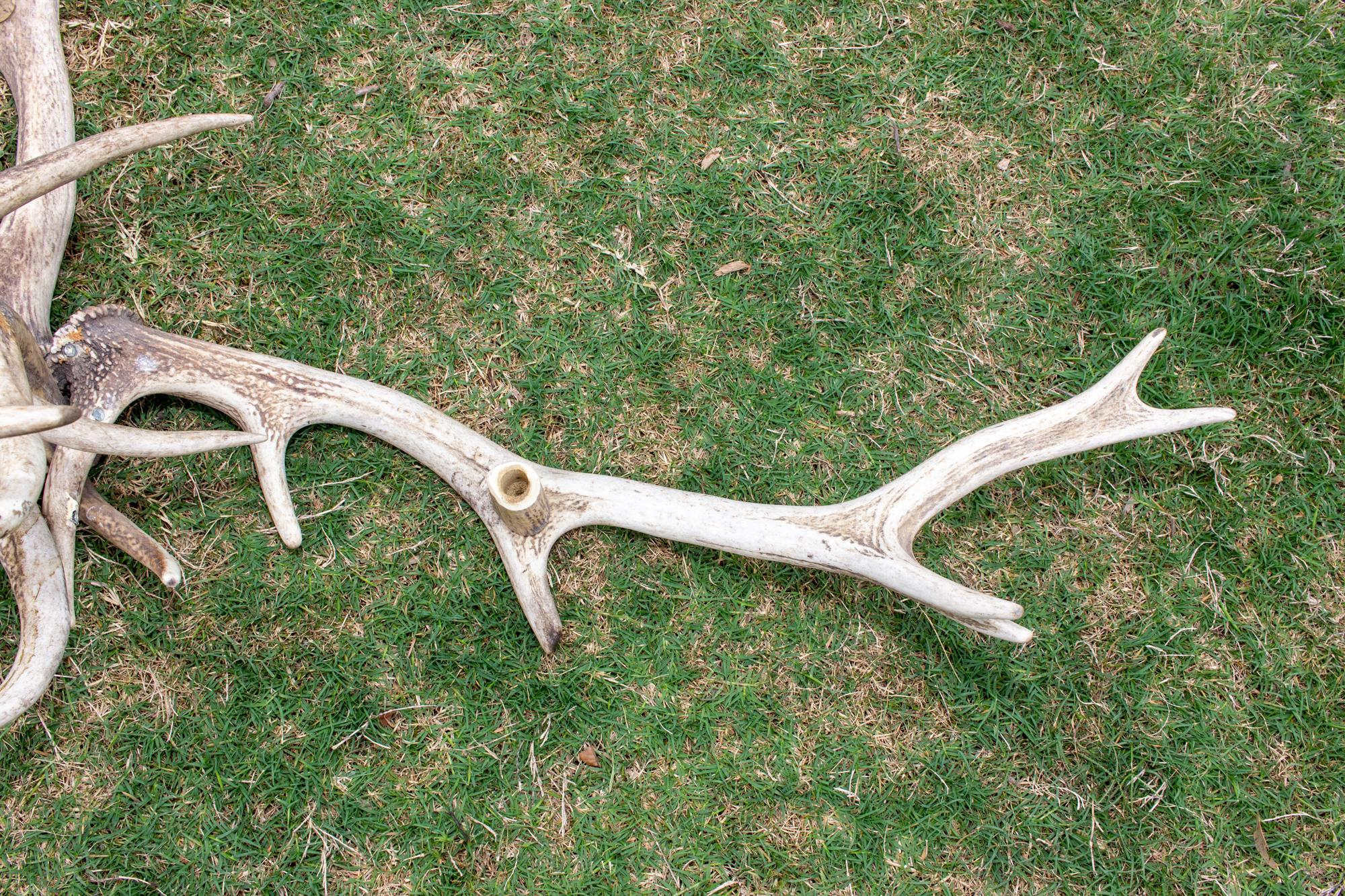 Black Forest Antique Bleached Antler Chandelier found in France