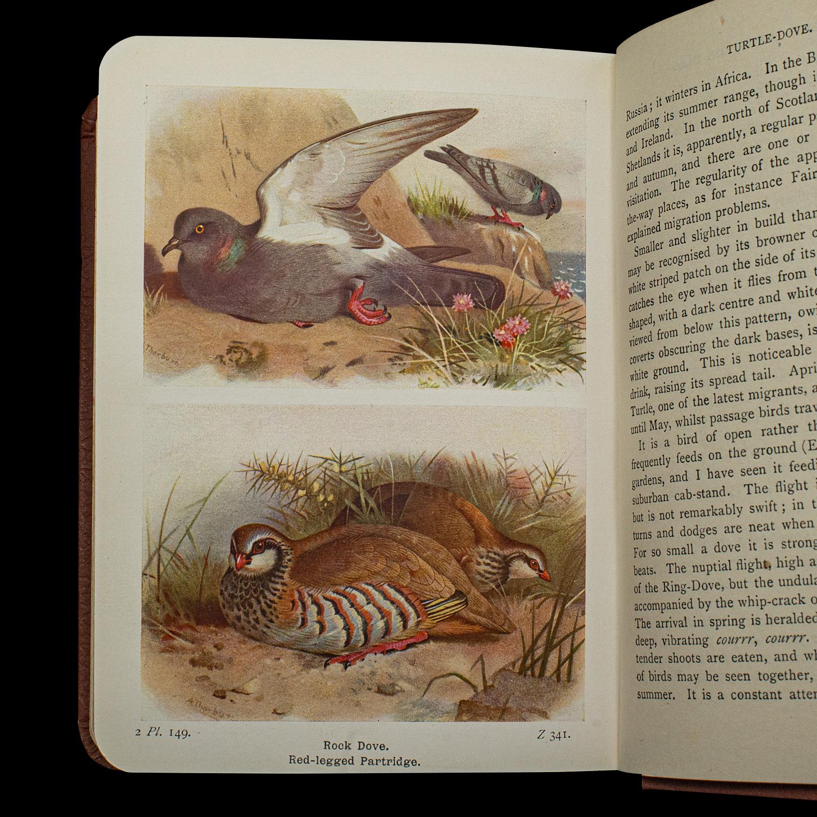 Antique Book, Birds Of The British Isles, English, Ornithology Reference, C.1920 For Sale 5