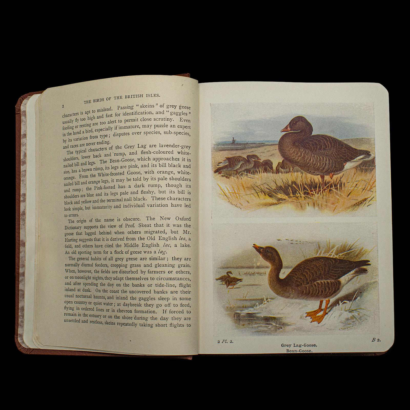 European Antique Book, Birds Of The British Isles, English, Ornithology Reference, C.1920 For Sale