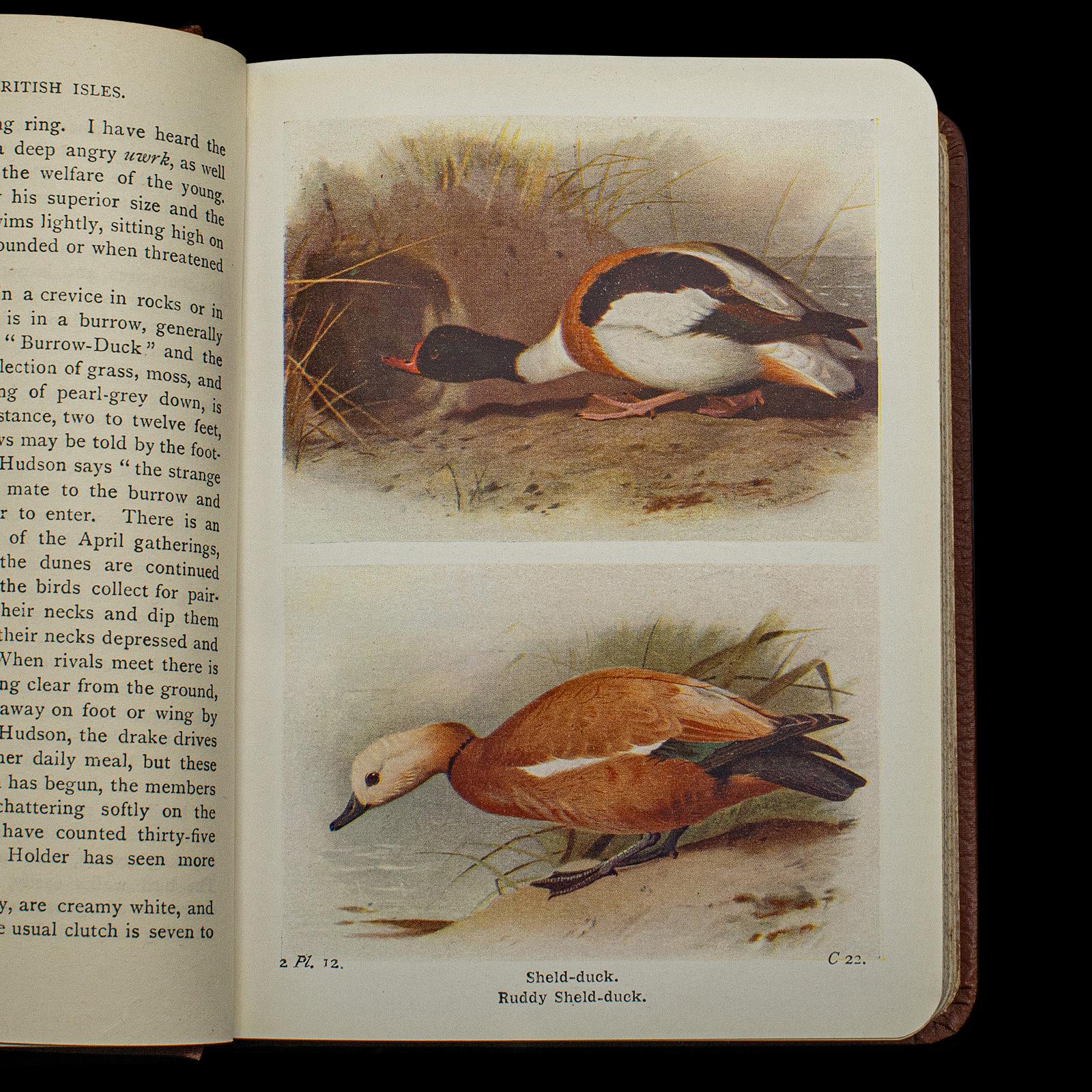 Antique Book, Birds Of The British Isles, English, Ornithology Reference, C.1920 In Good Condition For Sale In Hele, Devon, GB