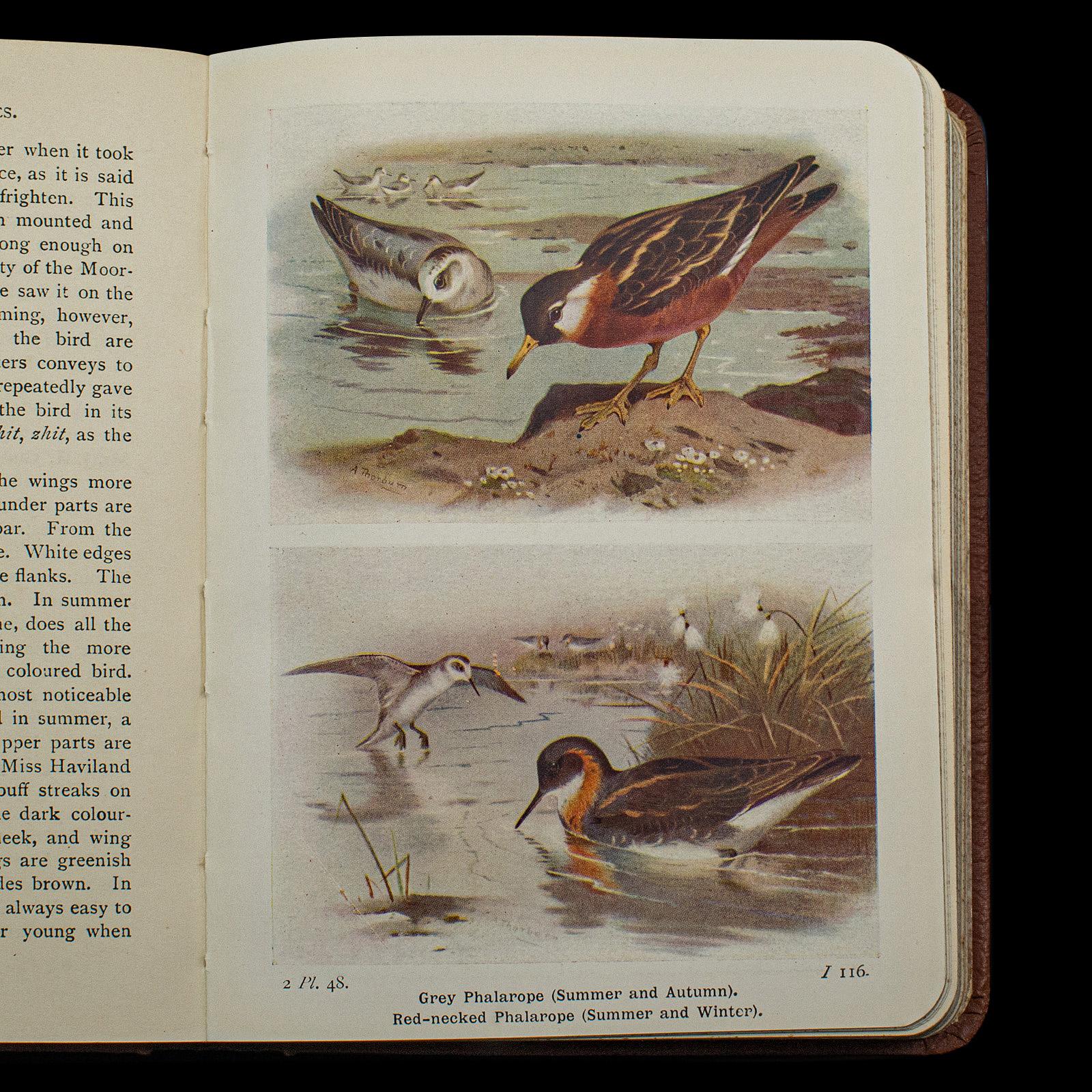 Leather Antique Book, Birds Of The British Isles, English, Ornithology Reference, C.1920 For Sale