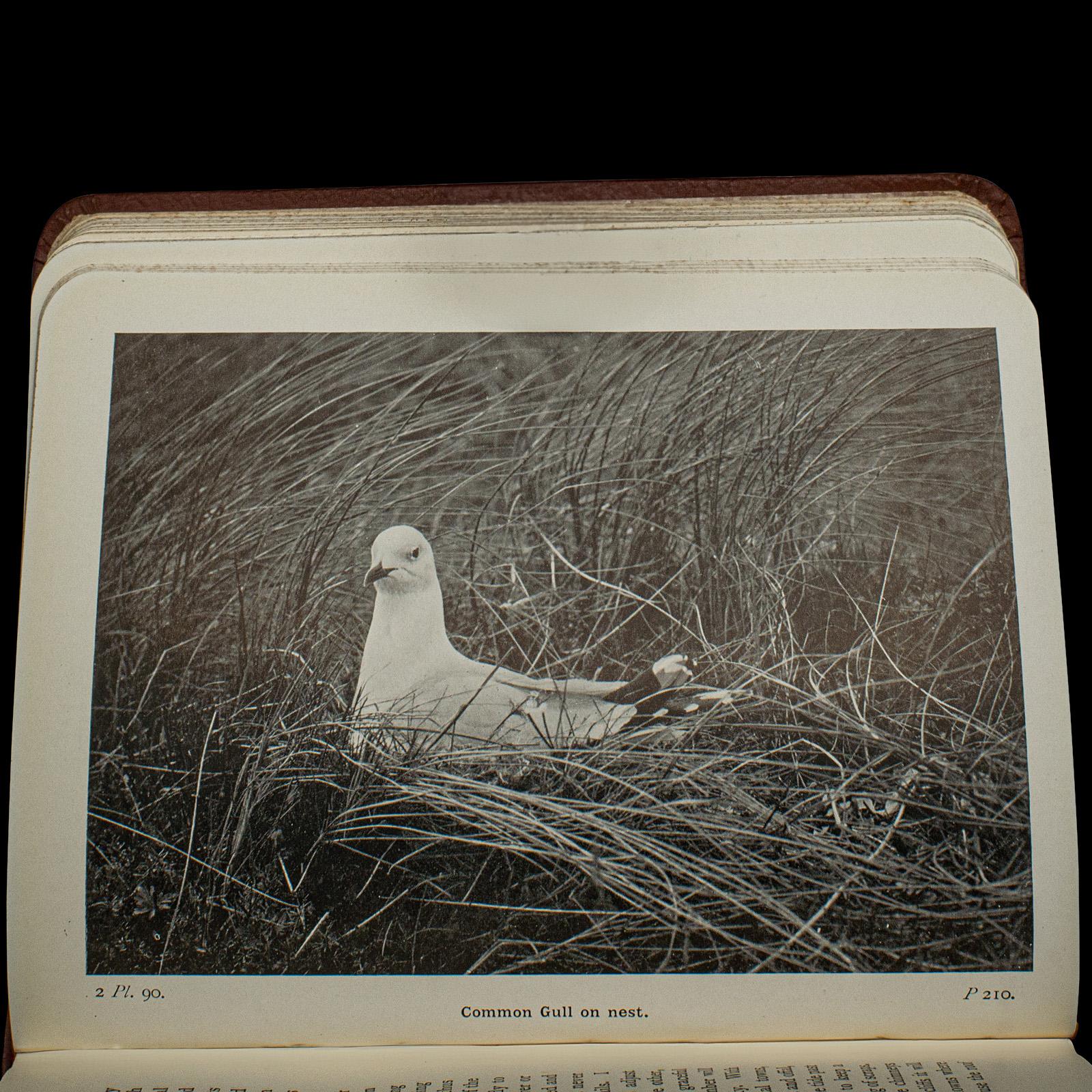 Antique Book, Birds Of The British Isles, English, Ornithology Reference, C.1920 For Sale 1
