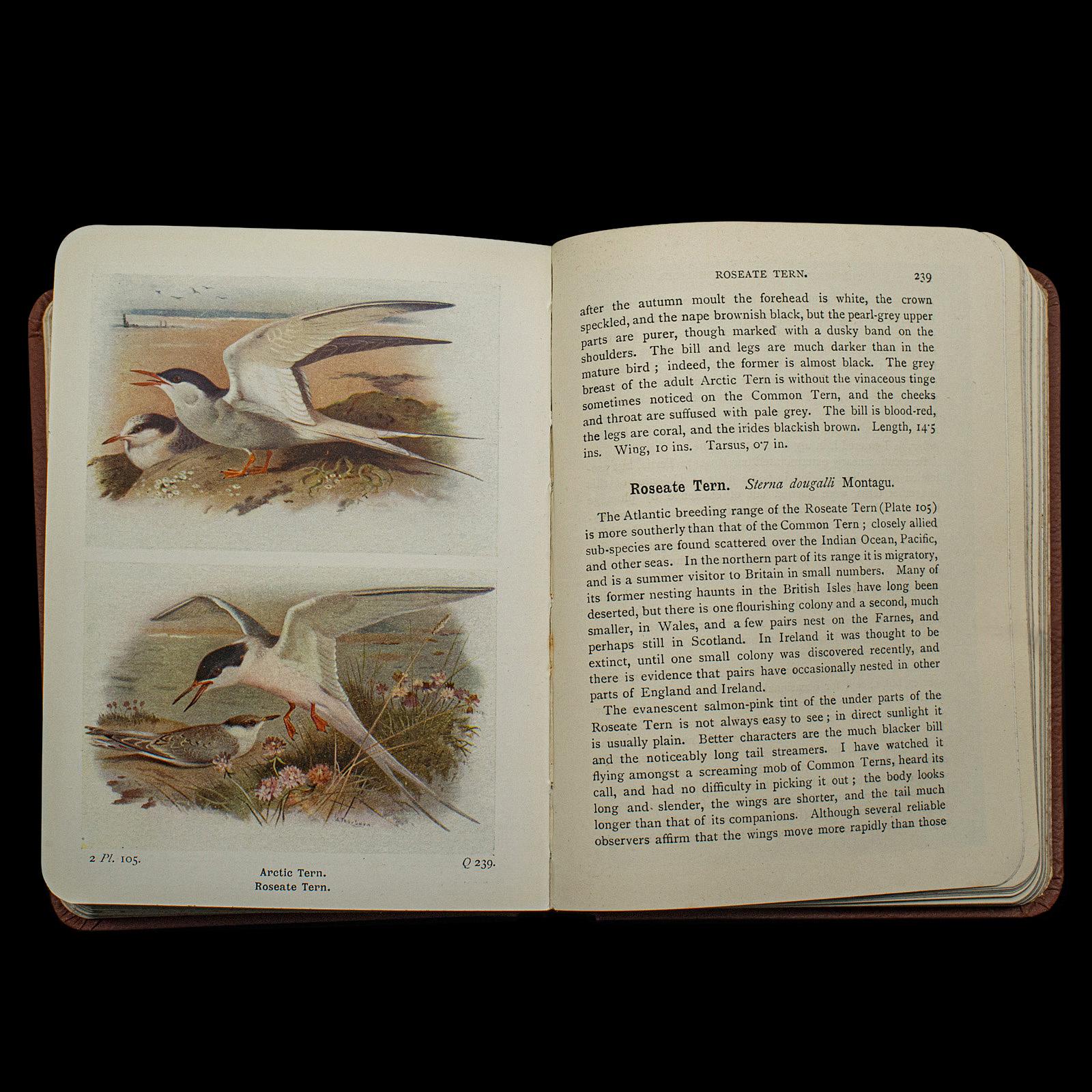 Antique Book, Birds Of The British Isles, English, Ornithology Reference, C.1920 For Sale 2
