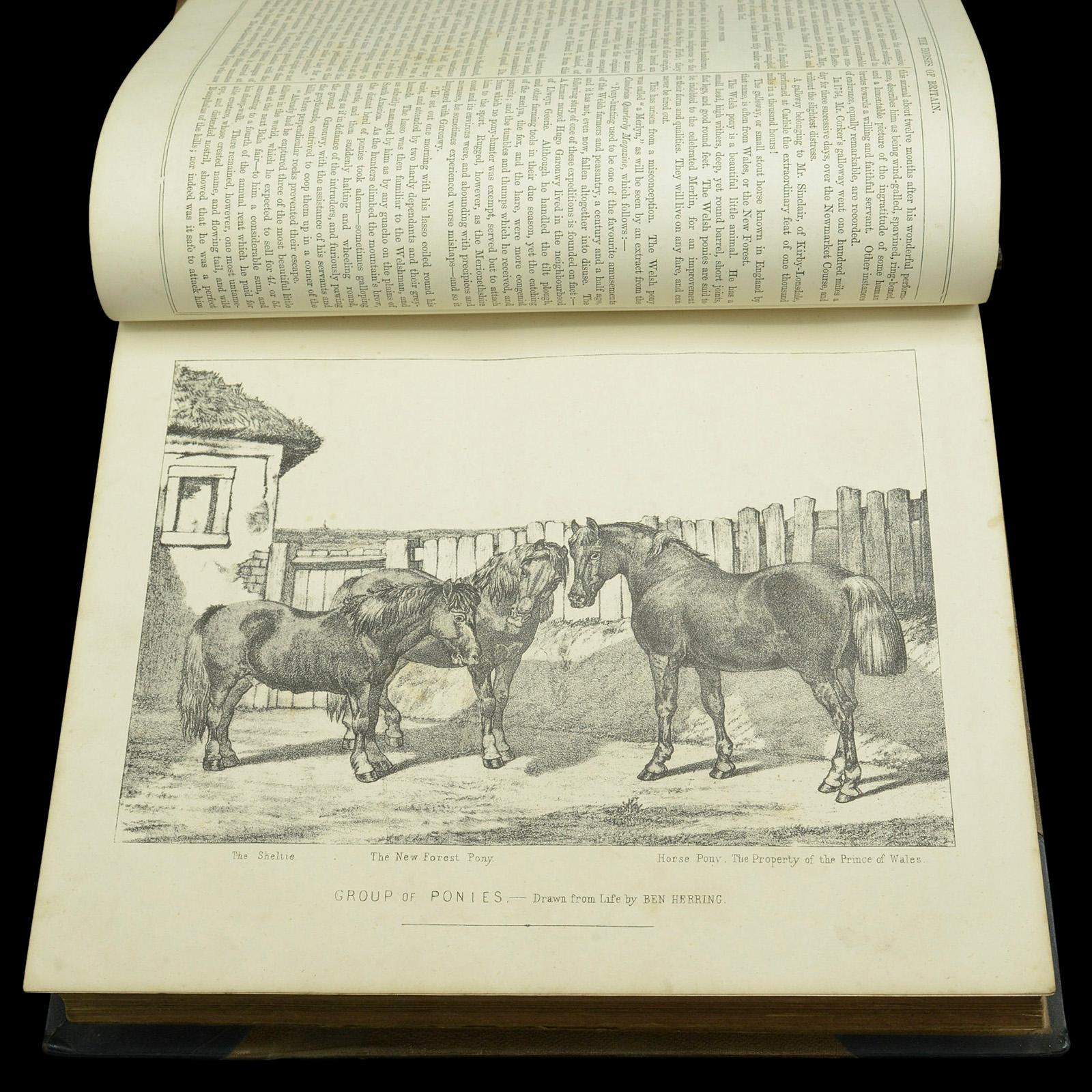Paper Antique Book Modern Practical Farriery, WJ Miles, English Language, Circa 1900 For Sale
