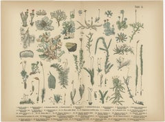 Antique Botanical Atlas Plates, Hand-Colored Wood Engravings, 1885