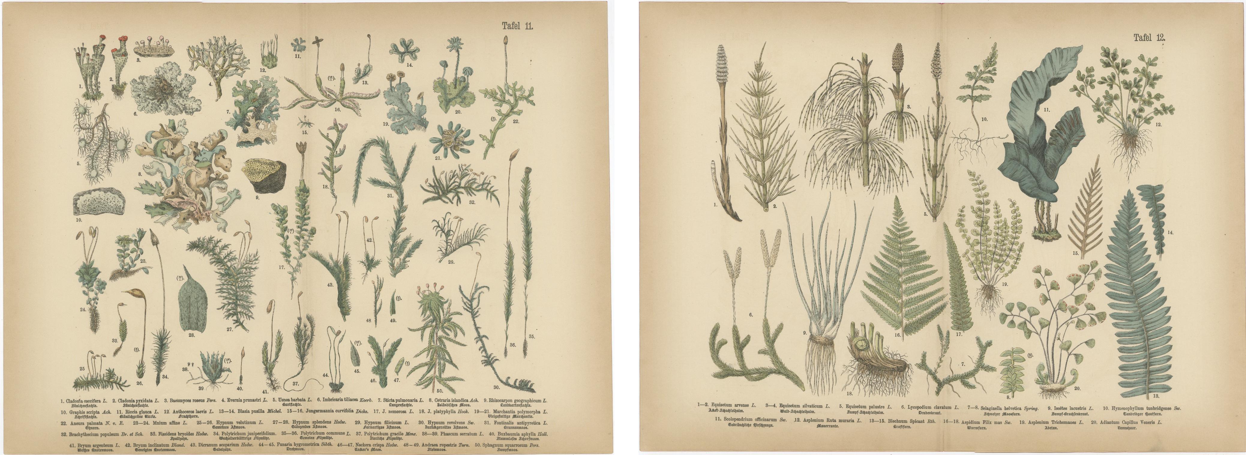 Antique Botanical Atlas Plates, Hand-Colored Wood Engravings, 1885