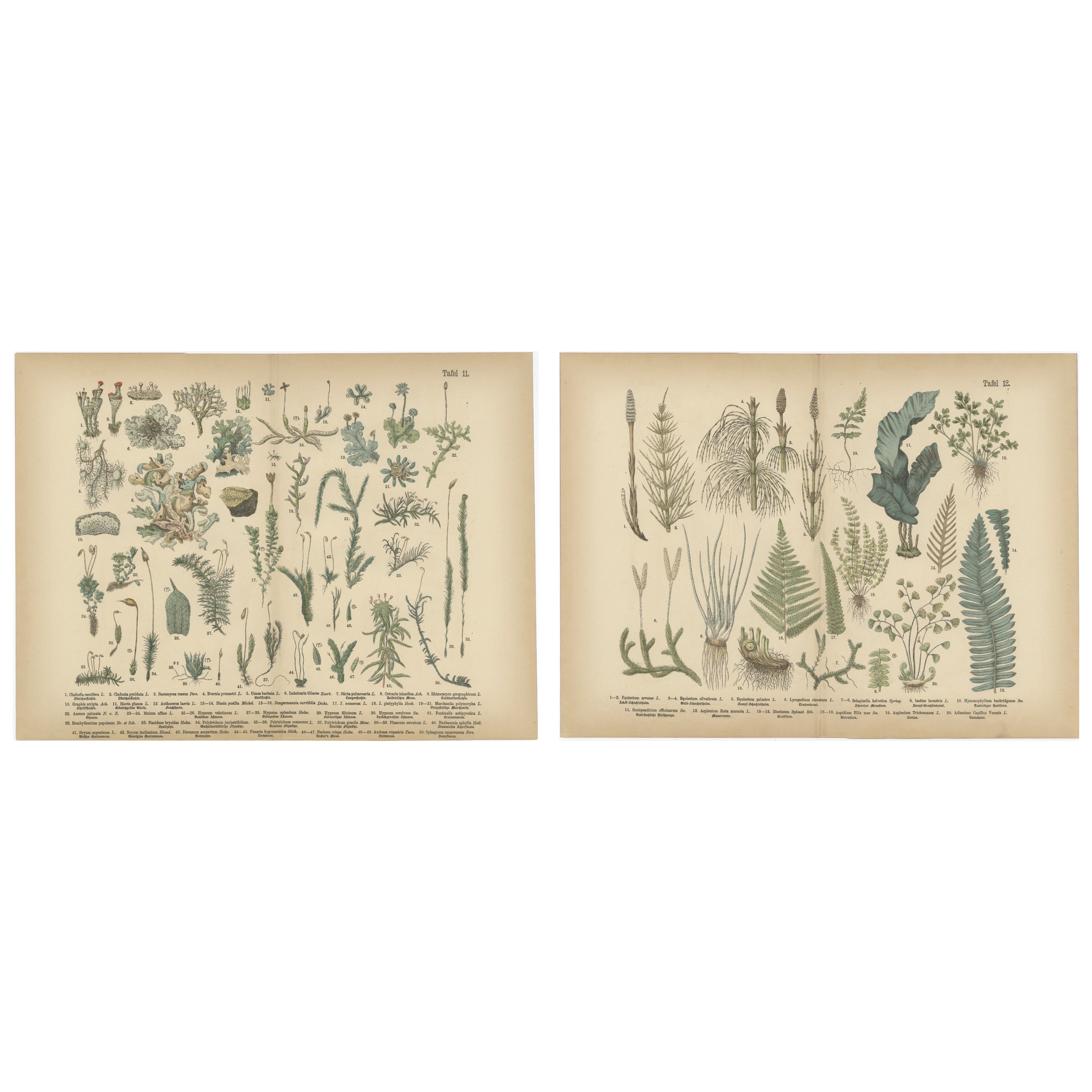 Antique Botanical Atlas Plates, Hand-Colored Wood Engravings, 1885