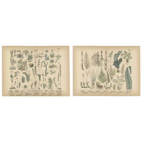 Antique Botanical Atlas Plates, Hand-Colored Wood Engravings, 1885