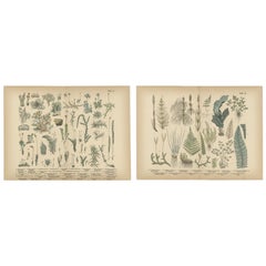 Antique Botanical Atlas Plates, Hand-Colored Wood Engravings, 1885