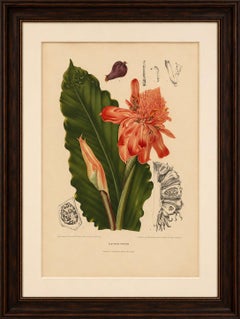 Antique Botanical Chromolithograph of Torch Ginger by Hoola van Nooten, c.1880