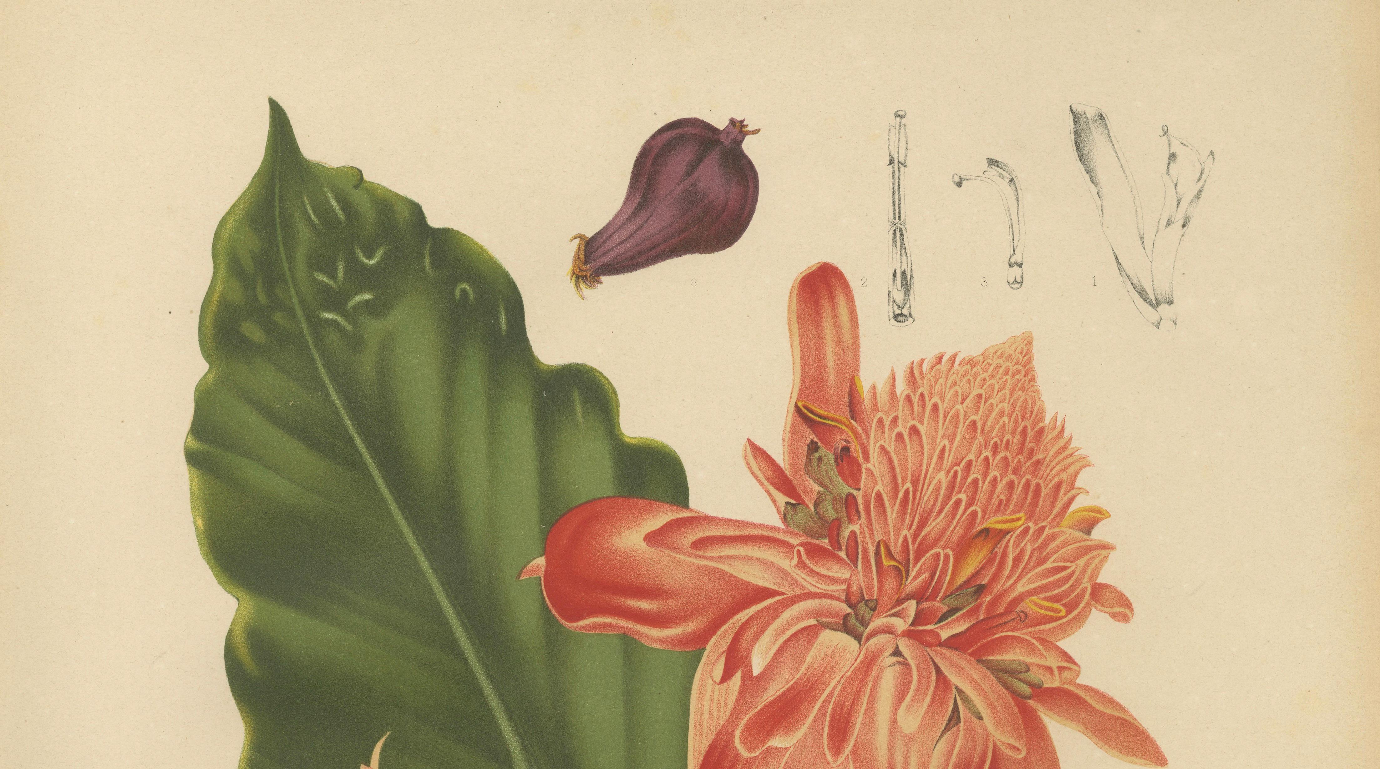 Antique Botanical Chromolithograph of Torch Ginger by Hoola van Nooten, c.1880