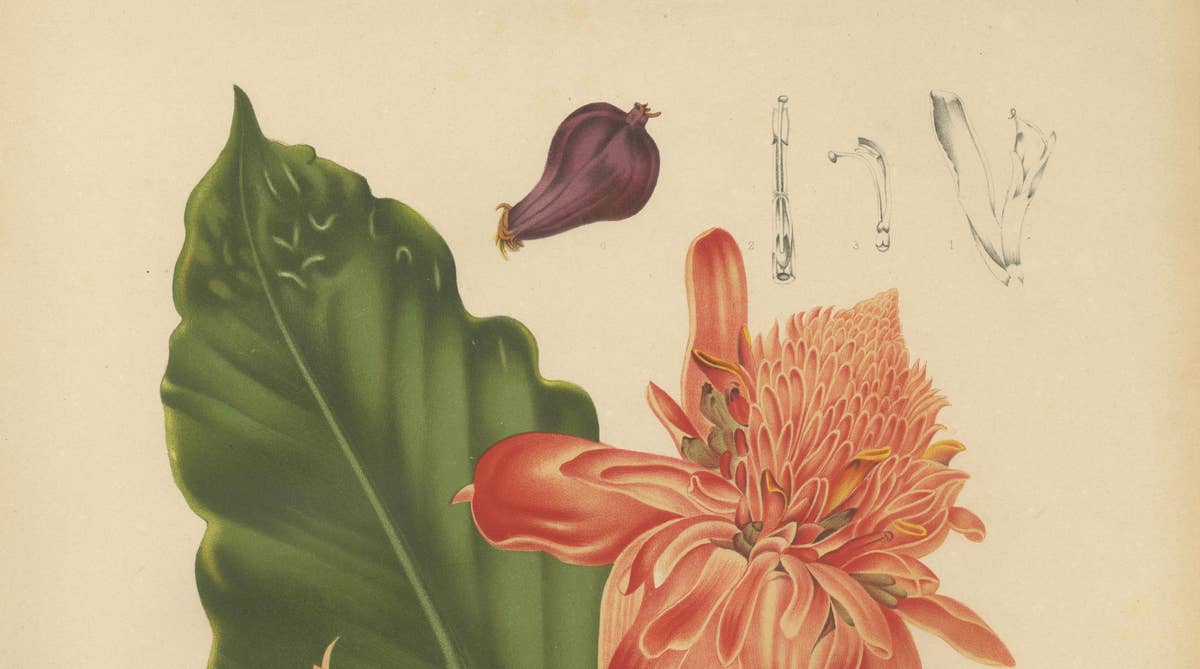 Antique Botanical Chromolithograph of Torch Ginger by Hoola van Nooten, c.1880