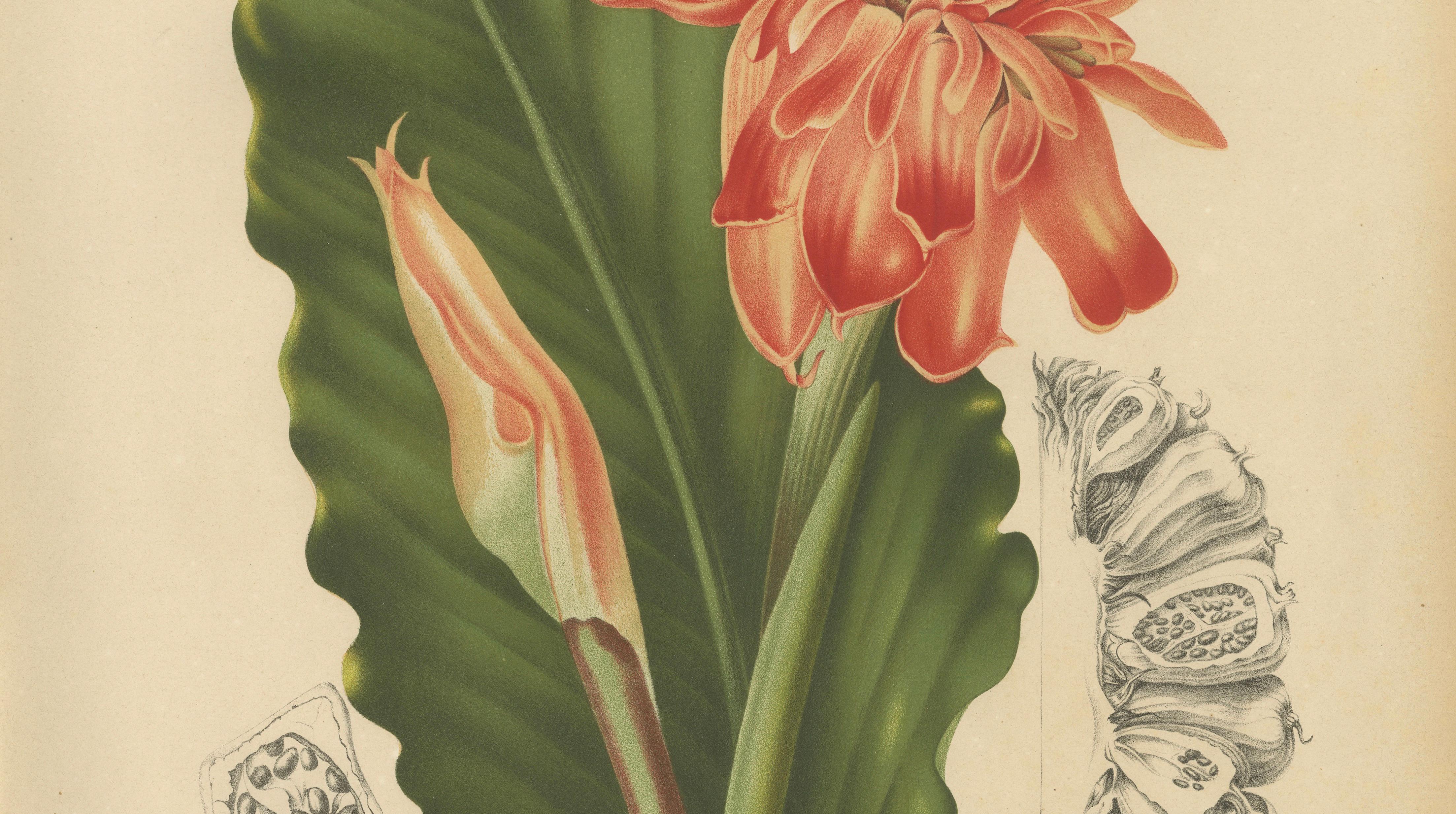 Antique Botanical Chromolithograph of Torch Ginger by Hoola van Nooten, c.1880