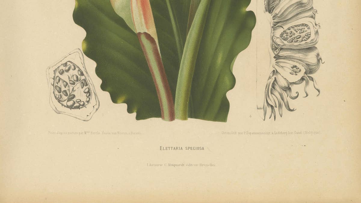 Antique Botanical Chromolithograph of Torch Ginger by Hoola van Nooten, c.1880